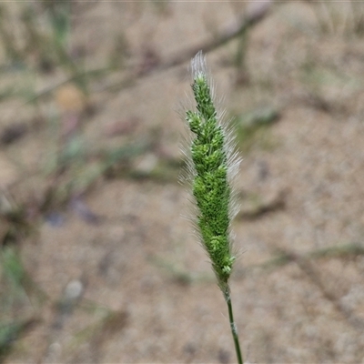 Polypogon monspeliensis (Annual Beard Grass) at Lerida, NSW - 17 Jan 2025 by trevorpreston