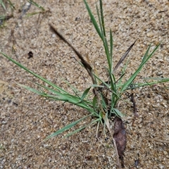 Polypogon monspeliensis at Lerida, NSW - 17 Jan 2025 01:47 PM