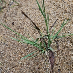 Polypogon monspeliensis at Lerida, NSW - 17 Jan 2025 01:47 PM