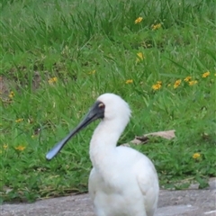 Platalea regia (Royal Spoonbill) at Sandstone Point, QLD - 17 Jan 2025 by lbradley