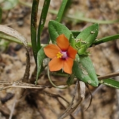 Lysimachia arvensis (Scarlet Pimpernel) at Lerida, NSW - 17 Jan 2025 by trevorpreston