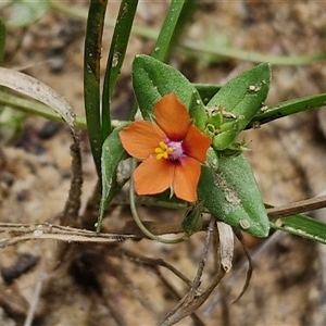 Lysimachia arvensis at Lerida, NSW by trevorpreston