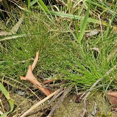 Isolepis cernua (Slender Clubrush) at Lerida, NSW - 17 Jan 2025 by trevorpreston