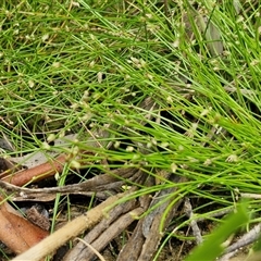 Isolepis cernua at Lerida, NSW - 17 Jan 2025