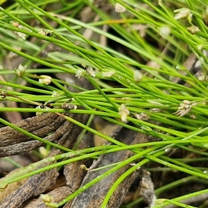 Isolepis cernua at Lerida, NSW - 17 Jan 2025