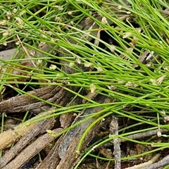 Isolepis cernua at Lerida, NSW - 17 Jan 2025