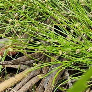 Isolepis cernua at Lerida, NSW - 17 Jan 2025