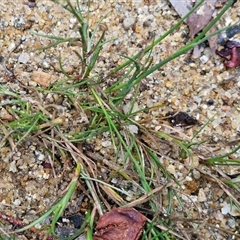 Juncus articulatus subsp. articulatus at Lerida, NSW - 17 Jan 2025 01:45 PM