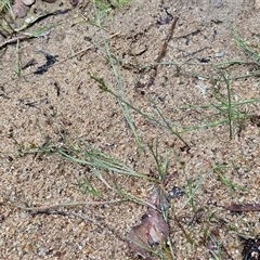 Juncus articulatus subsp. articulatus at Lerida, NSW - 17 Jan 2025 01:45 PM