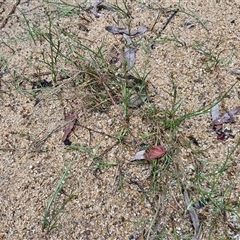 Juncus articulatus subsp. articulatus at Lerida, NSW - 17 Jan 2025 01:45 PM