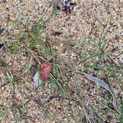 Juncus articulatus subsp. articulatus at Lerida, NSW - 17 Jan 2025 01:45 PM