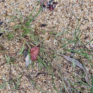 Juncus articulatus subsp. articulatus at Lerida, NSW - 17 Jan 2025 01:45 PM