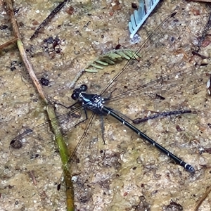 Unidentified Dragonfly (Anisoptera) at Lerida, NSW by trevorpreston