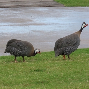 Numida meleagris (Helmeted Guineafowl) at Sandstone Point, QLD by lbradley