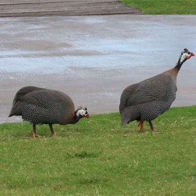 Numida meleagris (Helmeted Guineafowl) at Sandstone Point, QLD - 17 Jan 2025 by lbradley