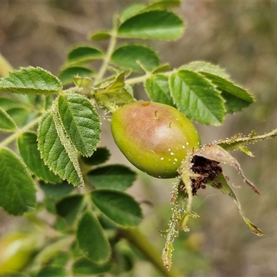 Rosa rubiginosa (Sweet Briar, Eglantine) at Lerida, NSW - 17 Jan 2025 by trevorpreston