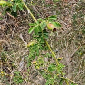 Rosa rubiginosa at Lerida, NSW - 17 Jan 2025 01:43 PM