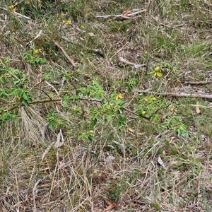 Rosa rubiginosa at Lerida, NSW - 17 Jan 2025 01:43 PM