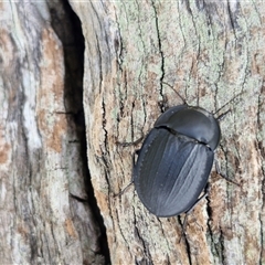 Unidentified Darkling beetle (Tenebrionidae) at Lerida, NSW - 17 Jan 2025 by trevorpreston