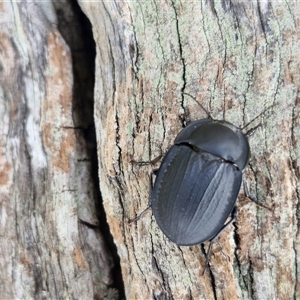 Celibe (genus) at Lerida, NSW - 17 Jan 2025 01:40 PM