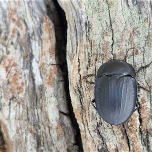 Celibe (genus) at Lerida, NSW - 17 Jan 2025 01:40 PM