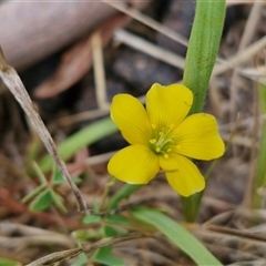Oxalis perennans (Grassland Wood Sorrel) at Lerida, NSW - 17 Jan 2025 by trevorpreston