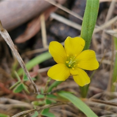 Oxalis perennans (Grassland Wood Sorrel) at Lerida, NSW - 17 Jan 2025 by trevorpreston