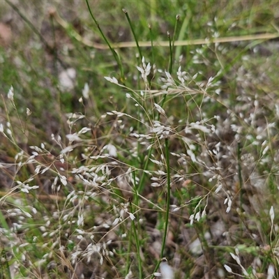 Aira elegantissima (Delicate Hairgrass) at Lerida, NSW - 17 Jan 2025 by trevorpreston