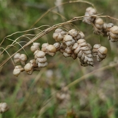 Briza maxima at Lerida, NSW - 17 Jan 2025 by trevorpreston