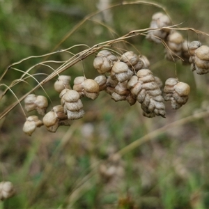 Briza maxima (Quaking Grass, Blowfly Grass) at Lerida, NSW by trevorpreston