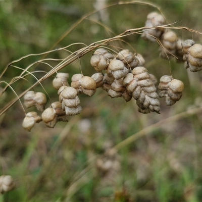 Briza maxima (Quaking Grass, Blowfly Grass) at Lerida, NSW - 17 Jan 2025 by trevorpreston