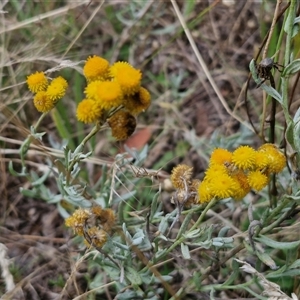 Chrysocephalum apiculatum at Lerida, NSW by trevorpreston