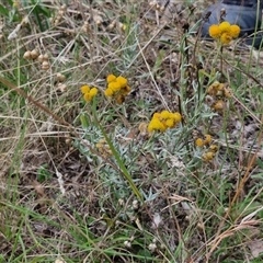 Chrysocephalum apiculatum at Lerida, NSW - 17 Jan 2025 01:32 PM