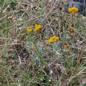 Chrysocephalum apiculatum at Lerida, NSW - 17 Jan 2025 01:32 PM