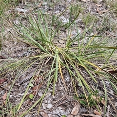 Lomandra filiformis subsp. coriacea (Wattle Matrush) at Lerida, NSW - 17 Jan 2025 by trevorpreston