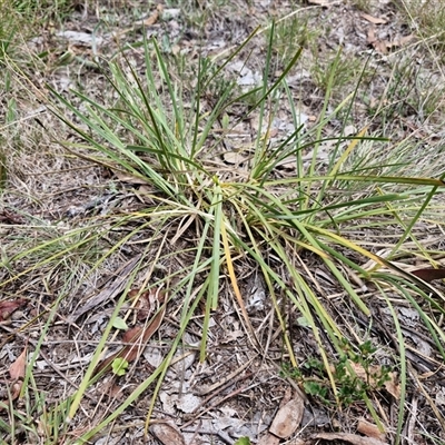 Lomandra sp. at Lerida, NSW - 17 Jan 2025 by trevorpreston