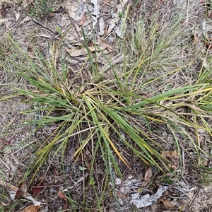 Lomandra filiformis subsp. coriacea at Lerida, NSW - 17 Jan 2025 01:30 PM