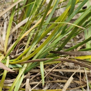 Lomandra filiformis subsp. coriacea at Lerida, NSW - 17 Jan 2025 01:30 PM