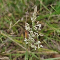 Holcus lanatus (Yorkshire Fog) at Lerida, NSW - 17 Jan 2025 by trevorpreston