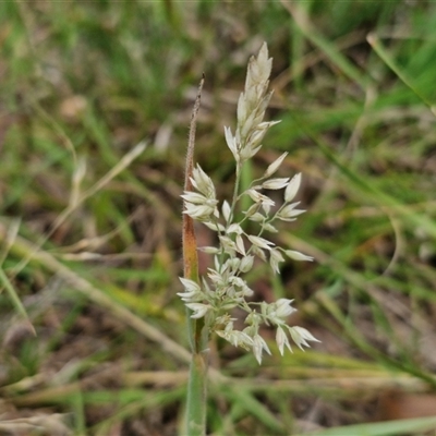 Holcus lanatus at Lerida, NSW - 17 Jan 2025 by trevorpreston