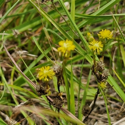 Triptilodiscus pygmaeus (Annual Daisy) at Lerida, NSW - 17 Jan 2025 by trevorpreston