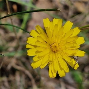 Hypochaeris radicata at Lerida, NSW by trevorpreston