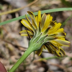 Hypochaeris radicata at Lerida, NSW - 17 Jan 2025 01:22 PM