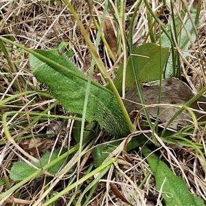 Hypochaeris radicata at Lerida, NSW - 17 Jan 2025 01:22 PM