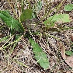 Hypochaeris radicata at Lerida, NSW - 17 Jan 2025 01:22 PM