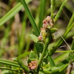 Gonocarpus tetragynus (Common Raspwort) at Lerida, NSW - 17 Jan 2025 by trevorpreston
