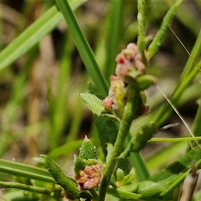 Gonocarpus tetragynus at Lerida, NSW - 17 Jan 2025 by trevorpreston