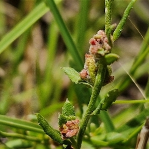 Gonocarpus tetragynus at Lerida, NSW - 17 Jan 2025 01:21 PM