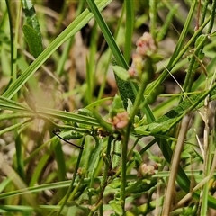 Gonocarpus tetragynus at Lerida, NSW - 17 Jan 2025 01:21 PM