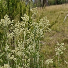 Cassinia laevis (Cough Bush) at Lerida, NSW - 17 Jan 2025 by trevorpreston